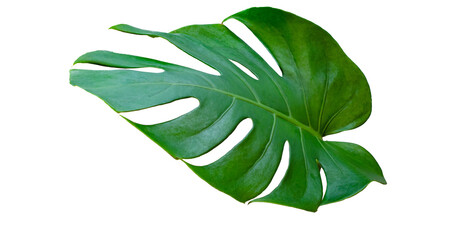 Monstera leaves leaves with Isolate Leaves on transparent background Png file © Design Zone