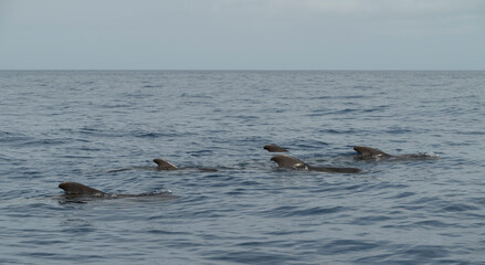 Fototapeta premium A pod of Short-finned pilot whales, Globicephala macrorhynchus, swimming off the coast of Tenerife, in the calm Atlantic waters of the Canary Islands