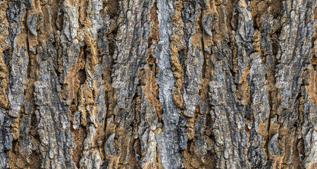 Fototapeta premium Natural Tree Bark Texture Background with Rough Weathered Wood Surface