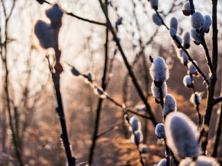 Pussy willow catkins glowing in warm sunlight © Sergej