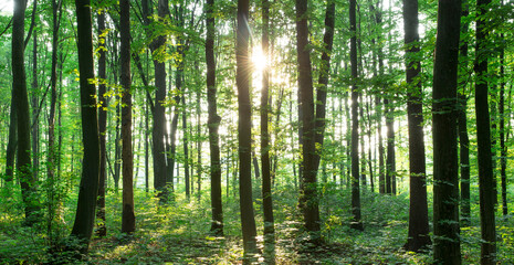 Fototapeta premium green Forest trees. nature green wood sunlight backgrounds