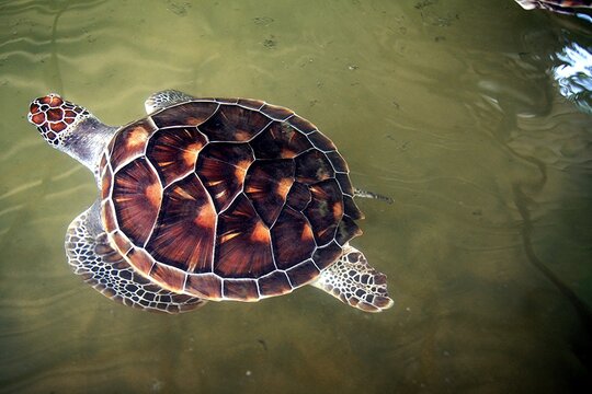 Sea turtle, Southwest Coast, Sri Lanka