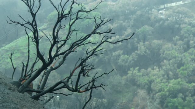 Burned landscapes in hills near Los Angeles show the impact of recent wildfires on vegetation and soil