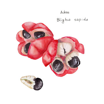 Hand-painted watercolor painting of ackee fruit Bligia sapida on paper using paints.