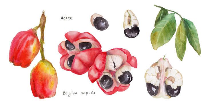 Hand-painted watercolor painting of ackee fruit Bligia sapida on paper using paints.