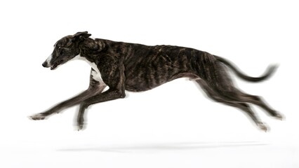 Fototapeta premium A fast brindle greyhound dog running and jumping with high speed and motion blur