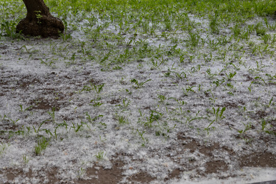 Thick white poplar fluff covering green grass on ground near tree trunk seasonal allergy backdrop