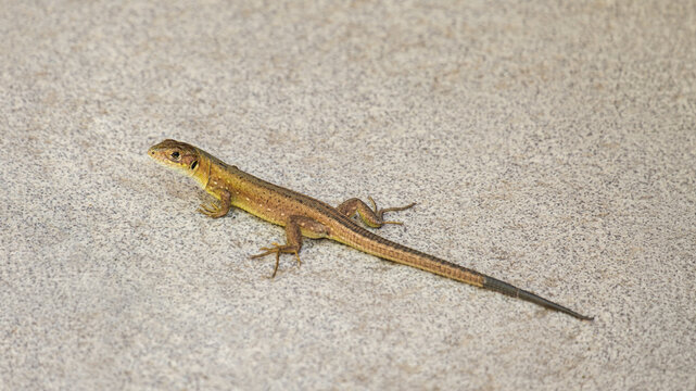 Lizard moving across a grey surface during daytime