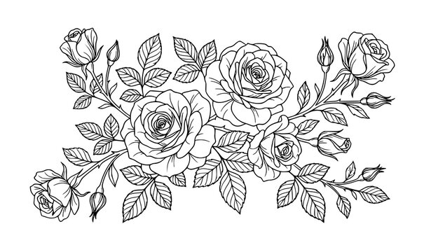 Tea rose line art vector bundle hand drawn floral outline illustration set