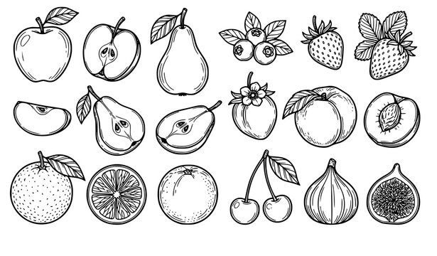 Assorted fruit line art vector bundle hand drawn botanical illustration collection