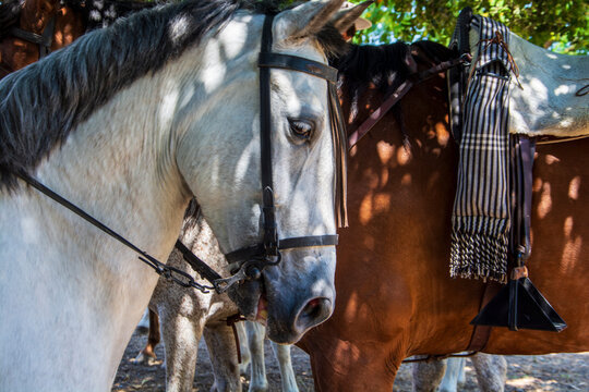 Primer plano de la cabeza de caballo de pura raza