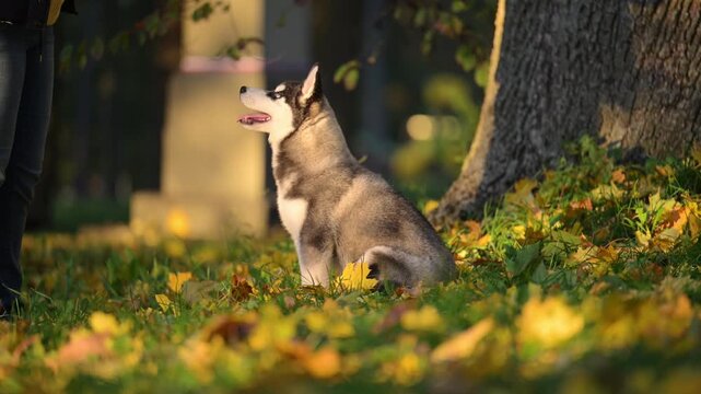 Cute puppy learning commands outdoors, ideal for pet care and training themes.