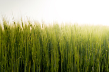 Obraz premium Wheat. A field with green ears of wheat. Agricultural industry. Planting and harvesting. 