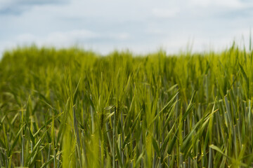Obraz premium Wheat. A field with green ears of wheat. Agricultural industry. Planting and harvesting. 