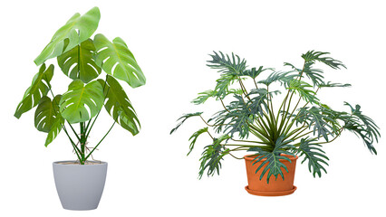 Monstera deliciosa plant in white ceramic pot isolated on transparent background for home interior decoration design. © ArchZone BD
