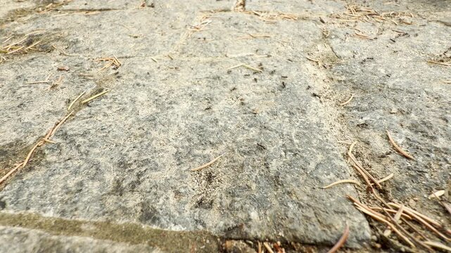 Small ants scurry across a textured stone pavement outdoors. These busy insects navigate a rough surface covered in thin pine needles.