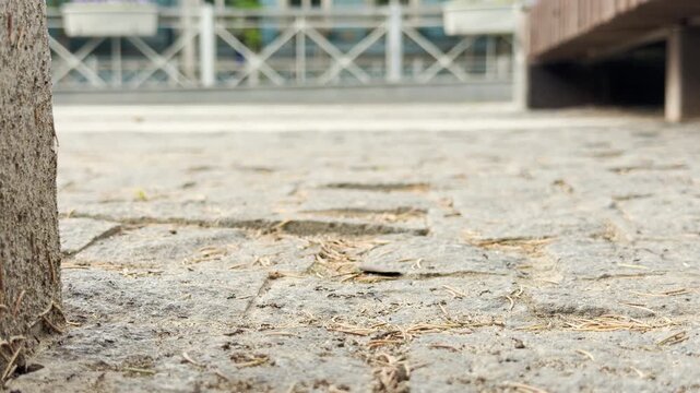 Tiny ants scurry across cobblestones in a park. In the background, white cars drive past, highlighting the contrast between the small insects and the busy urban traffic.