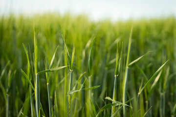 Obraz premium Wheat. A field with green ears of wheat. Agricultural industry. Planting and harvesting. 