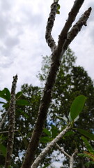 Fototapeta premium trees that are starting to lose their leaves