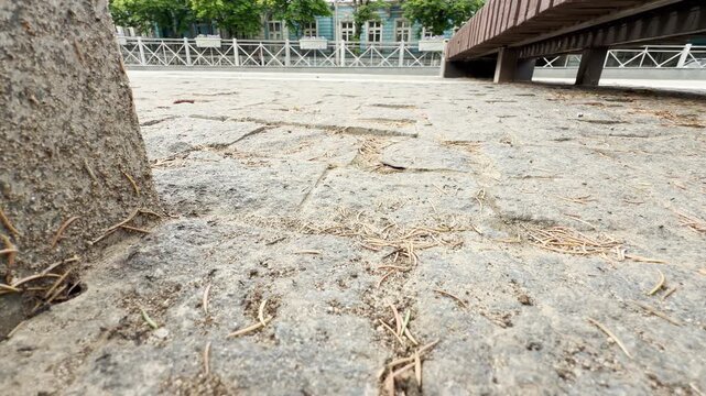 Tiny ants scurry across the weathered cobblestones in a park. In the blurred background, cars move along the street, showcasing the contrast between small insects and urban traffic.