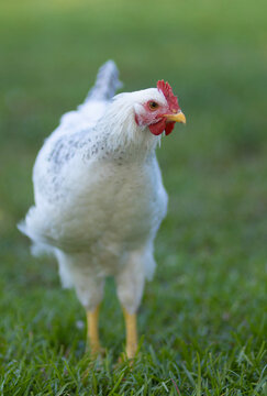 Curious young Delaware chicken on a green summer field
