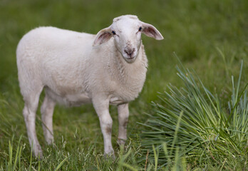 Obraz premium Sheep lamb several months old in a grassy field