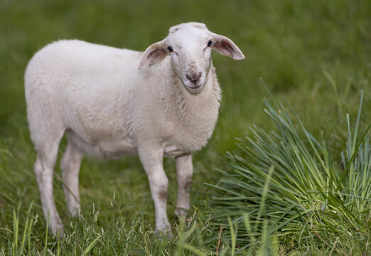 Sheep lamb several months old in a grassy field