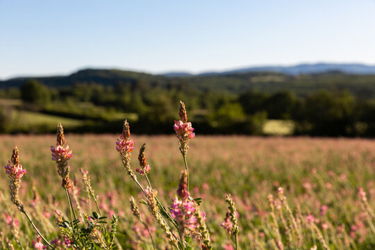 Gros plan sur des fleurs des champs roses dans un paysage naturel, arri&egrave;re-plan avec colline, arbres et ciel bleu, beaux reflets de lumi&egrave;re de fin d'apr&egrave;s-midi, campagne