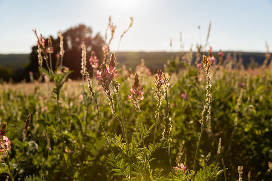 Fleurs des champs roses en gros plan dans une prairie sauvage, herbes folles, lumi&egrave;re douce de fin d'apr&egrave;s-midi, arbre et ciel en arri&egrave;re-plan