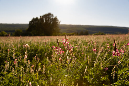 Fleurs sauvages roses dans un grand champ fleuri, douce lumi&egrave;re de fin d'apr&egrave;s-midi, arbre, colline et ciel en arri&egrave;re-plan