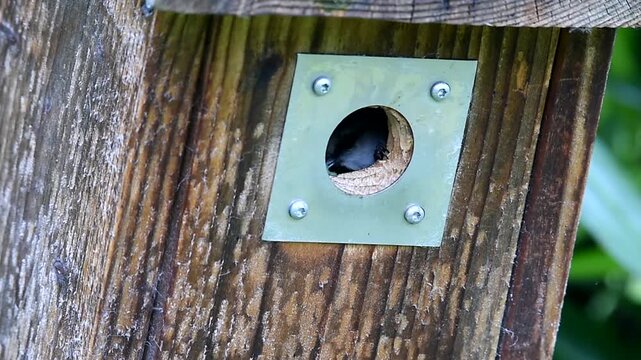 Blaumeisen K&uuml;ken verl&auml;sst den Vogelkasten 