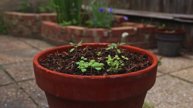 Назва: Small young green seedlings growing in a terracotta pot on a garden patio