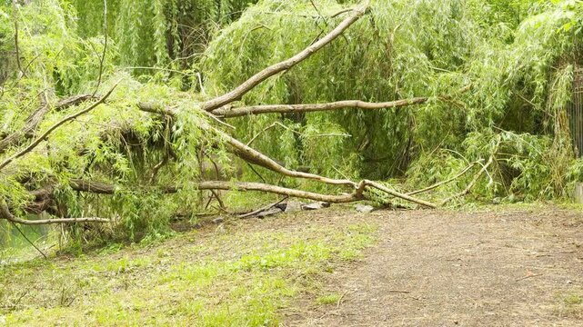 A large willow tree has fallen and lies across the riverbank. The uprooted trunk rests on the grassy ground beside the tranquil water in a lush green park.