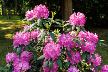 Obraz premium Blooming pink rhododendron bush with lush green leaves