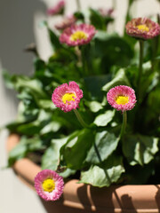 Close up of pink English daisy flowers blooming in a terracotta pot, beautiful bellis perennis blossoms with yellow centers. © Microscope