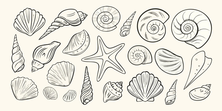 Collection Of Seashells And Starfish Detailed Sketch Style Illustration