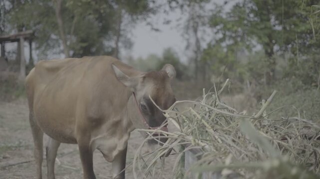 A brown dairy cow standing beside a cart loaded with fresh grass fodder in a rural farm setting. Natural outdoor surroundings reflect sustainable livestock farming, animal care, dairy production, and 