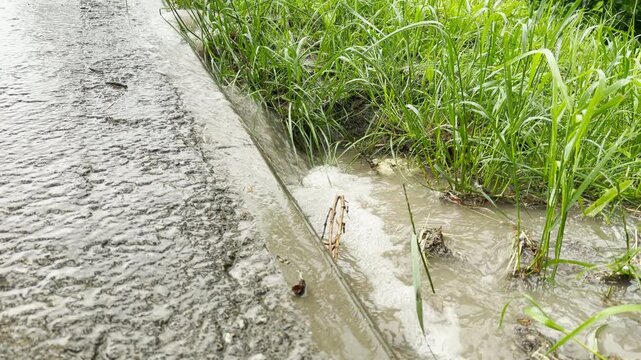 muddy rainwater flows rapidly along a roadside drainage channel. The rushing current sweeps past long green grass and creates white foam. This swift movement generates a constant bubbling sound.