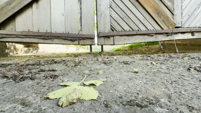 A fallen green leaf lies on a rough concrete path. The low-angle view shows a weathered wooden gate standing over the textured ground in a rustic courtyard.