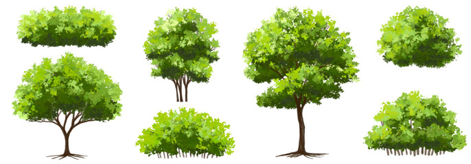 Fototapeta premium Vector watercolor of tree side view isolated on white background for landscape and architecture drawing, elements for environment and garden, painting botanical for section 