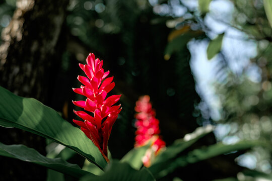 Red ginger flower blooming in tropical garden with bokeh spring background