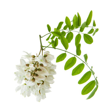 Acacia flowers isolated on a white background.