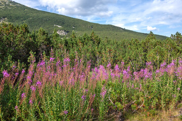 Obraz premium Landscape of Rila mountain near Yakoruda Lakes, Bulgaria