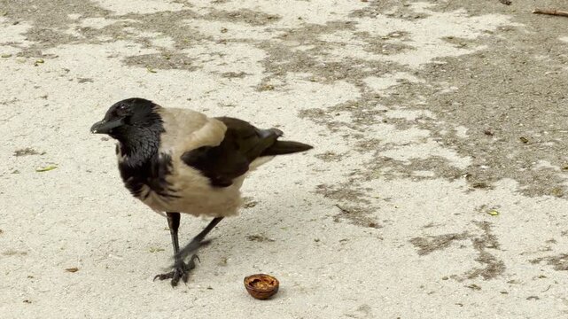 A hooded crow picks up an empty walnut shell with its beak. The black and grey bird stands on a light concrete pavement. It moves carefully to inspect its food.