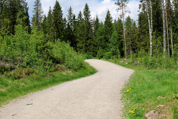 Fototapeta premium Path in the forest