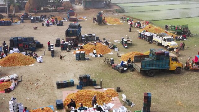 Aerial view of workers sorting and packing orange produce into crates at a busy outdoor distribution center with trucks and rickshaws in Bogura, Rajshahi Division, Bangladesh.