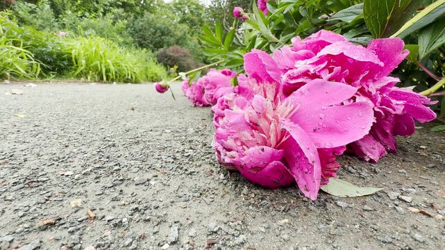 Vibrant pink peonies fall to a gravel path after heavy storm rain. The drenched, petal-heavy blossoms rest on the ground, glistening with water droplets in the quiet garden.
