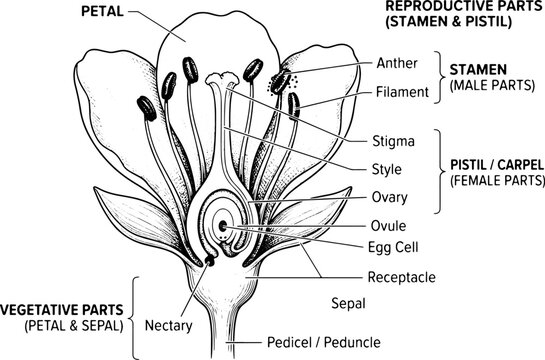 Flower Anatomy Diagram: Reproductive & Vegetative Parts Labeled Detailed scientific illustration of a flower's cross-section, clearly labeling its reproductive and vegetative parts for educational use