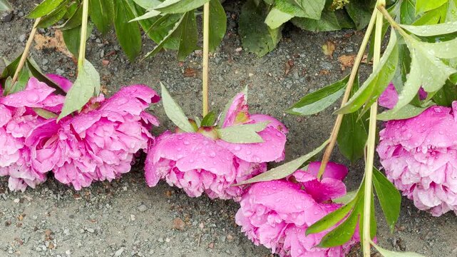 Heavy storm rain has caused vibrant pink peonies to collapse onto a gravel garden path. The drenched flower heads rest on the ground, glistening with water droplets after the storm.