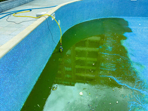 Water in a swimming pool shows green algae growth with a hose for draining located at a property site in mid-afternoon light